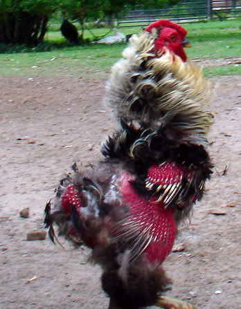 Molting Chickens Good Life Permaculture
