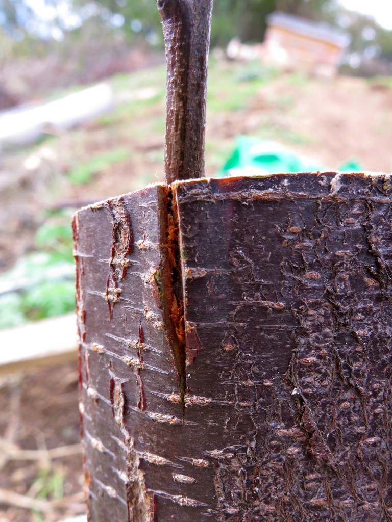 How to do a bark graft Good Life Permaculture