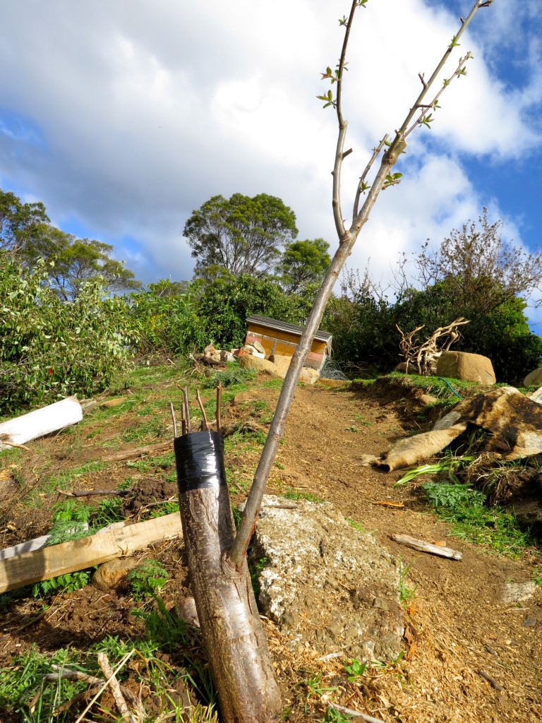 How to do a bark graft Good Life Permaculture
