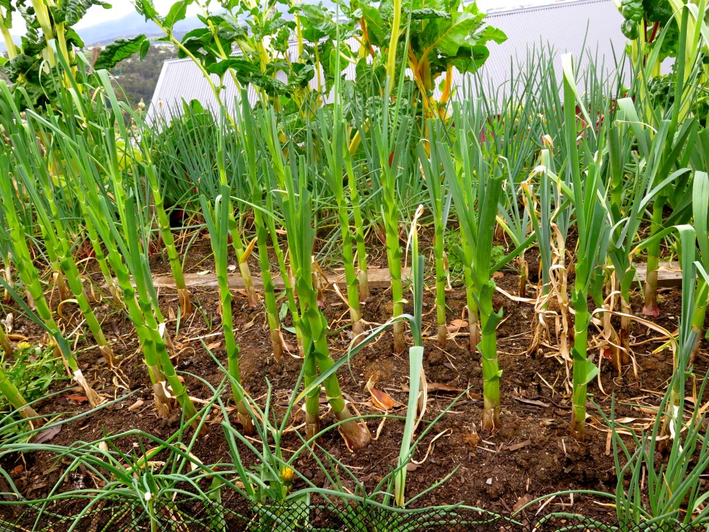 Garlic Rust ( Good Life Permaculture