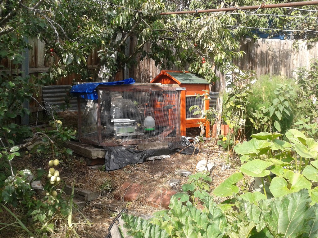 chook shed Good Life Permaculture
