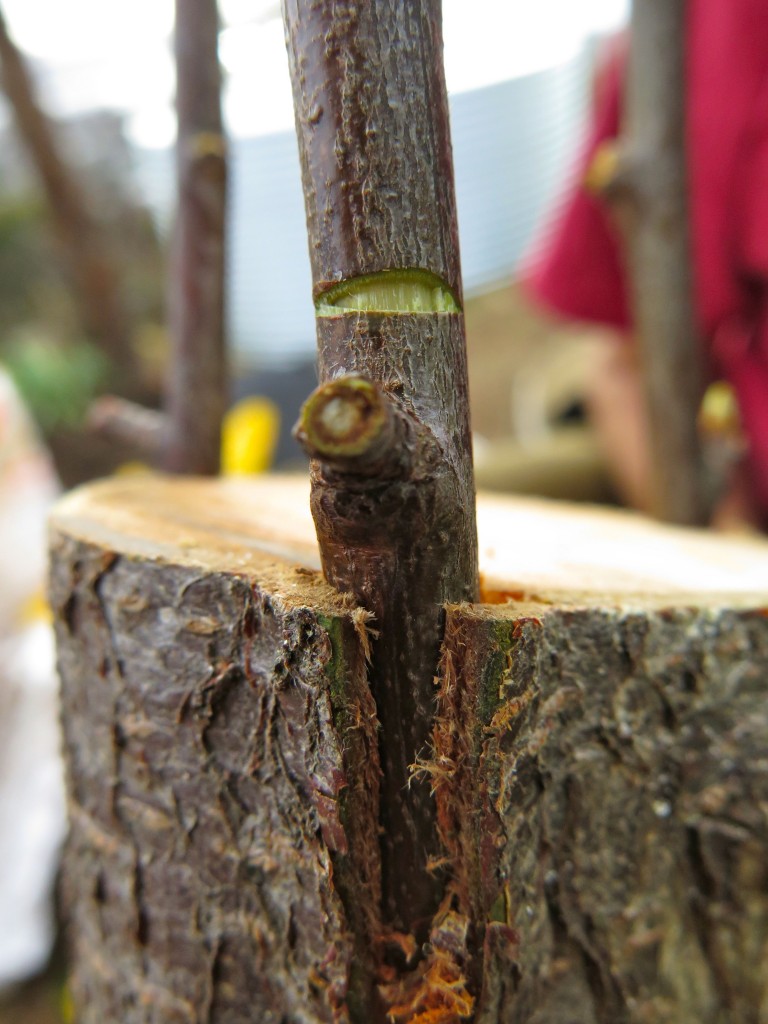 How to do a bark graft Good Life Permaculture