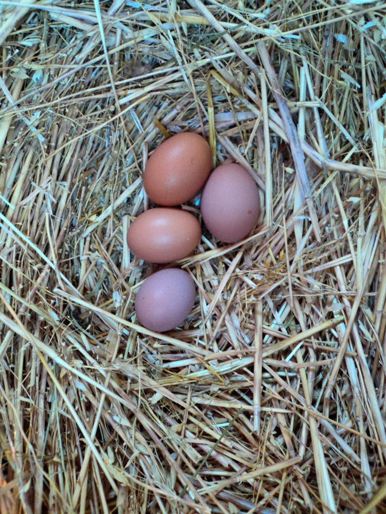 Pink Pickled Eggs Good Life Permaculture