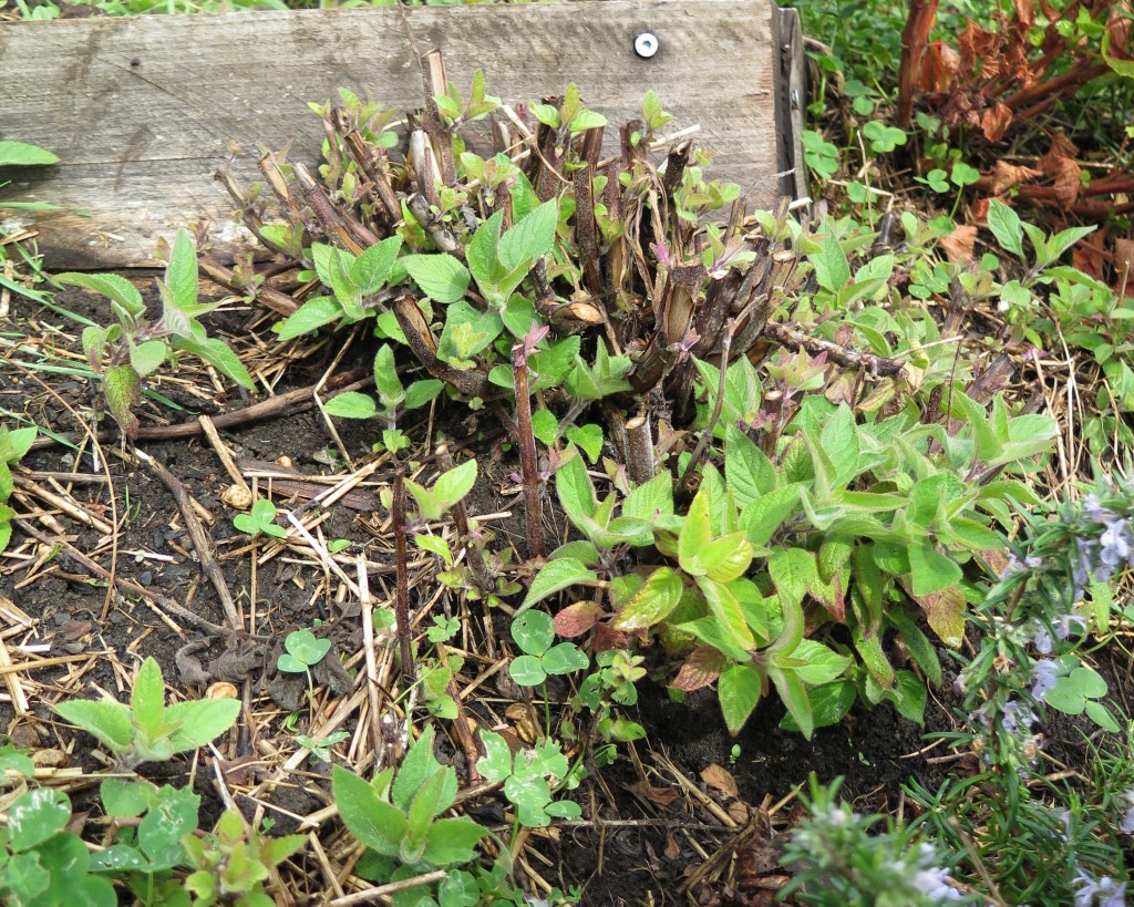 How to Prune Woody Herbs Good Life Permaculture