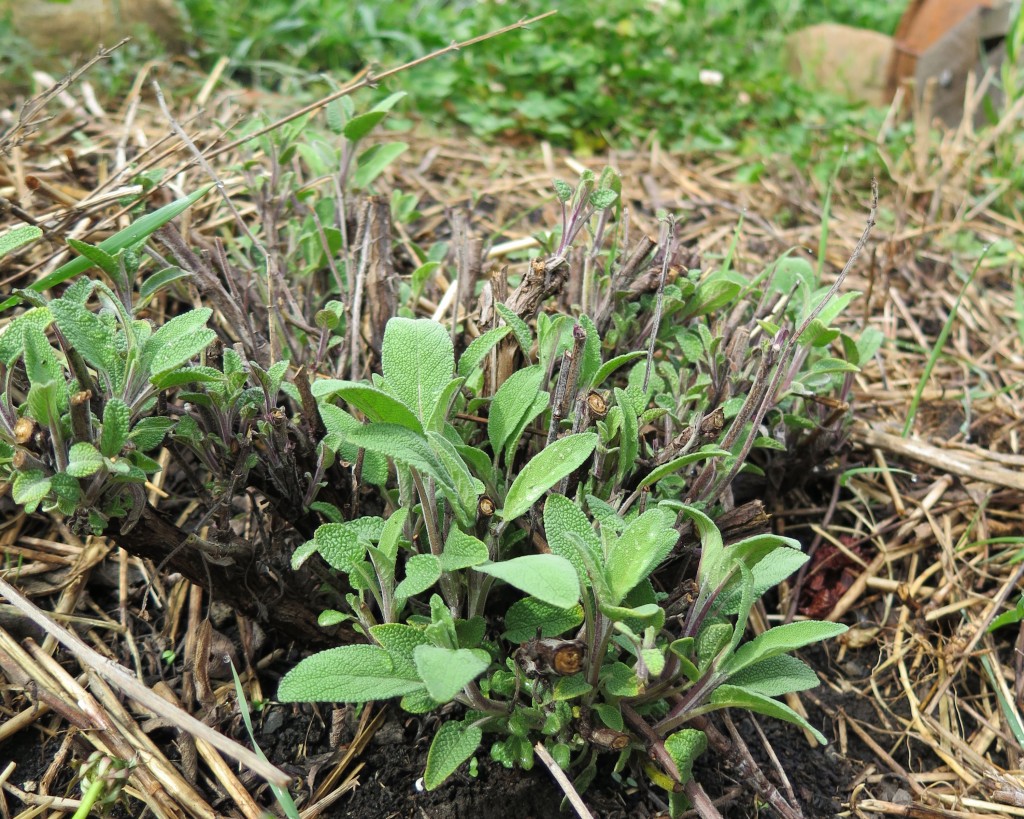How to Prune Woody Herbs Good Life Permaculture