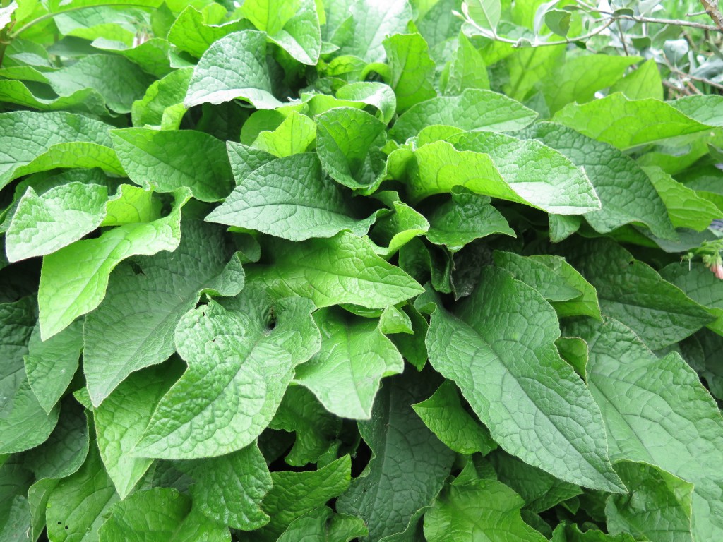 Everything I Know About Comfrey (So Far) Good Life Permaculture