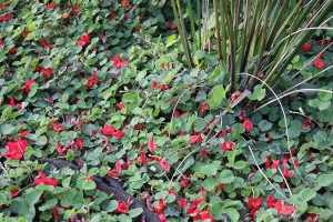 Blog Page 11 Of 22 Good Life Permaculture