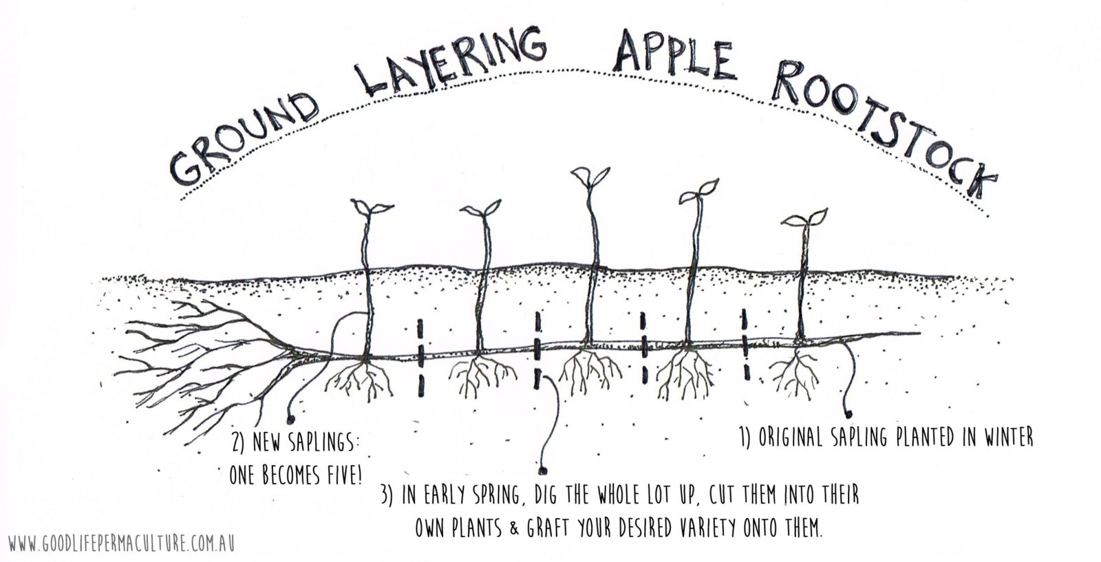 Growing Your Own Apple Tree Rootstock Good Life Permaculture