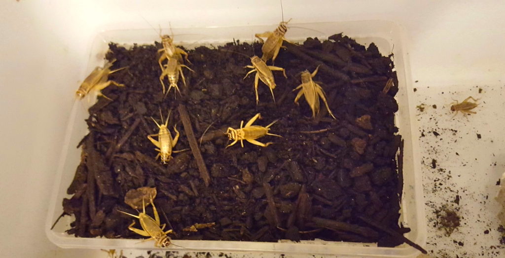 Farming Insects For Food Good Life Permaculture