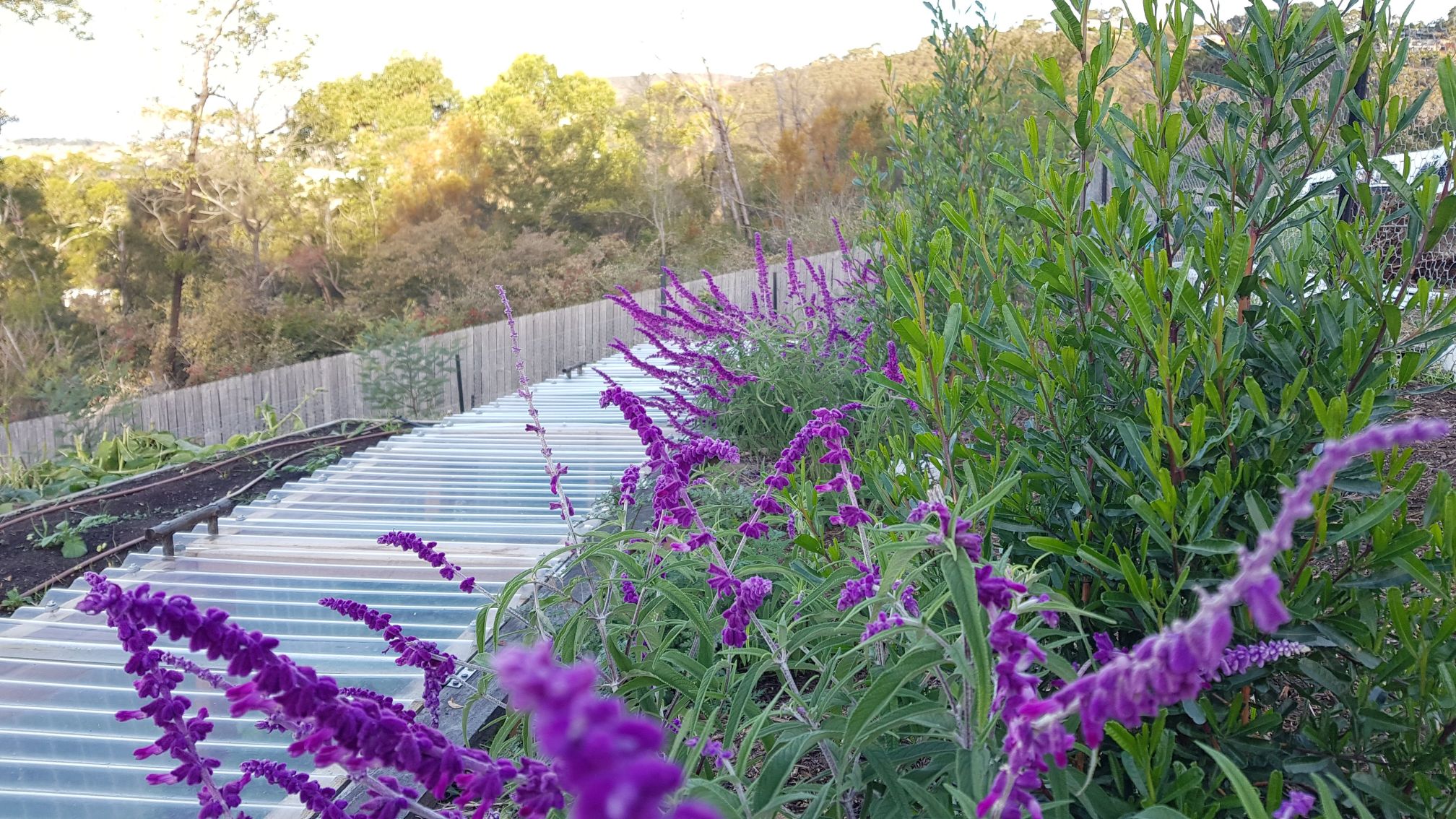 Salvia Leucantha Pruning Propagating Good Life Permaculture