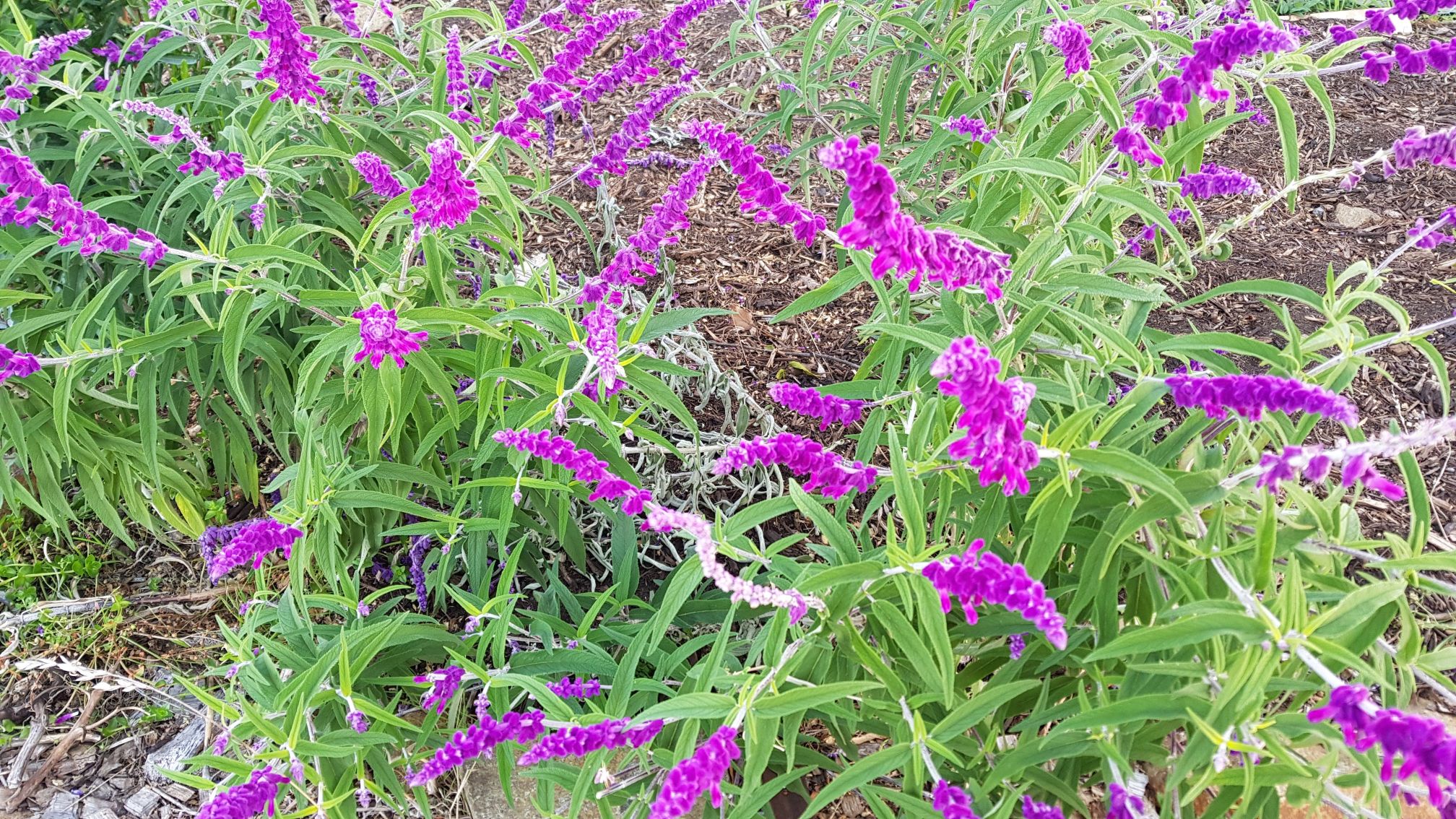 Salvia Leucantha Pruning Propagating Good Life Permaculture