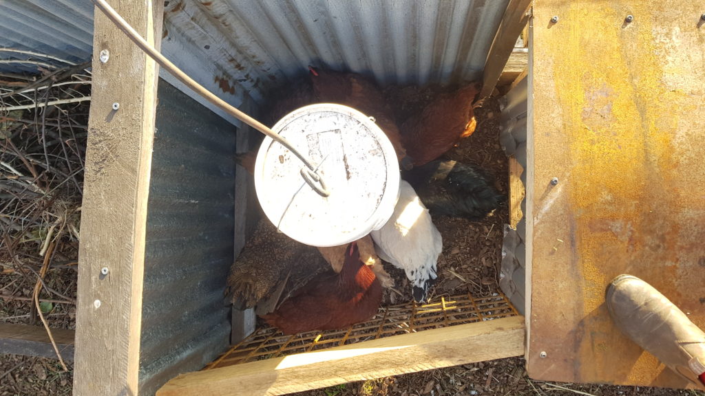 20190925_064639 Good Life Permaculture